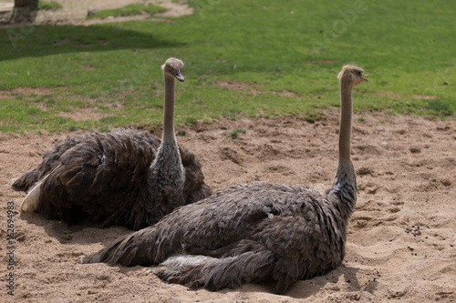 Two ostriches (Struthio camelus) laid on the floor having sunbathe