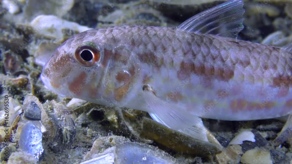 Sea fish Red mullet (Mullus barbatus) lies on the bottom, close-up.
Sea fish Red mullet (Mullus barbatus) lies on the bottom, close-up.