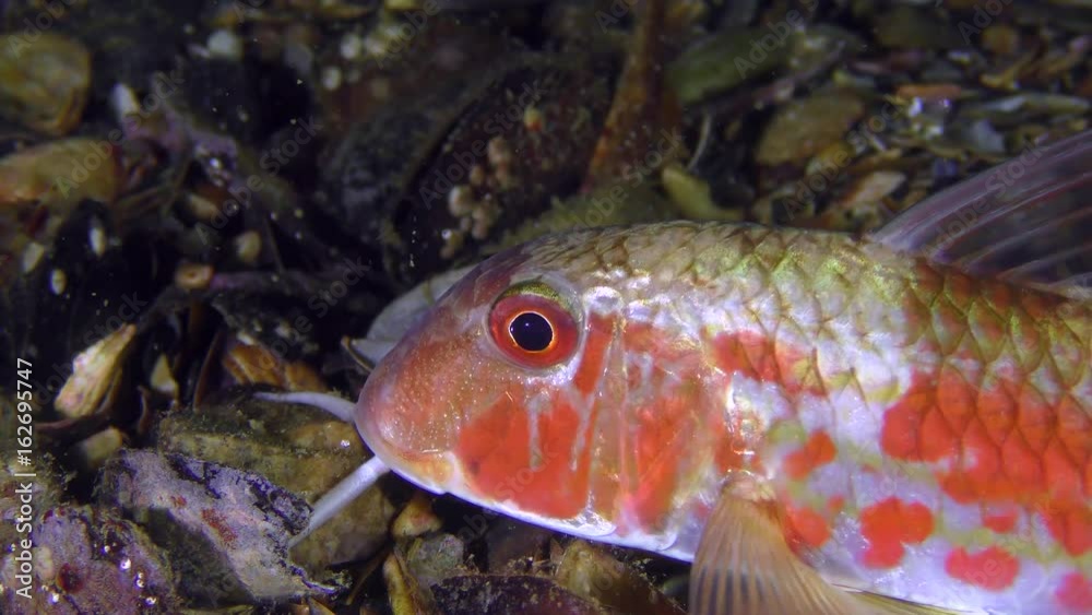 Sea fish Red mullet (Mullus barbatus) lies on the bottom, small plankton organisms float around, portrait.
Sea fish Red mullet (Mullus barbatus) lies on the bottom, small plankton organisms float around, portrait.