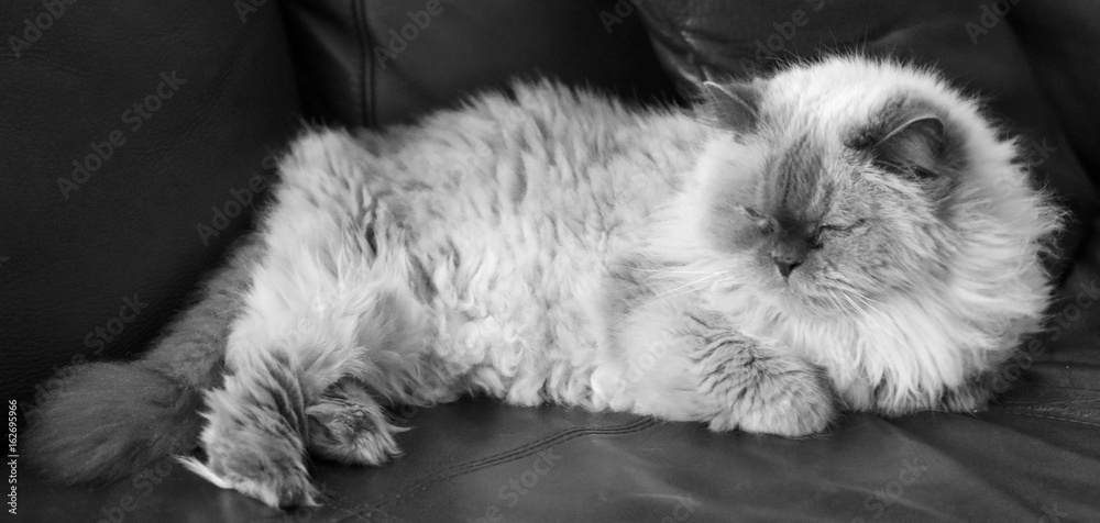 black and white Himalayan cat lounging on a couch black and white Himalayan cat lounging on a couch