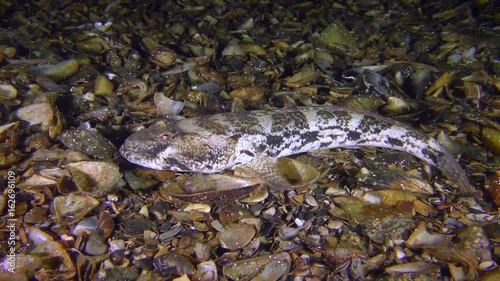 Sea fish Knout goby (Mesogobius batrachocephalus) lies on the bottom covered with seashells, wide shot.
 photo