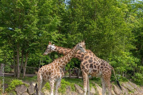Two giraffes male and female flirting with necks crossed with trees on the background