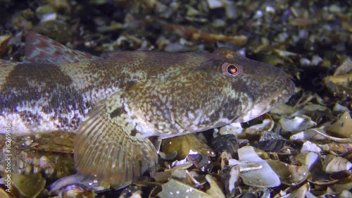 Sea fish Knout goby (Mesogobius batrachocephalus) lies on the bottom covered with seashells, close-up.
 photo