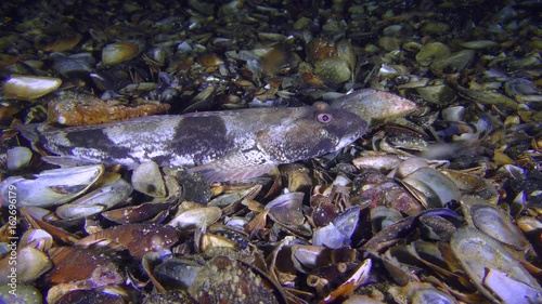 Sea fish Knout goby (Mesogobius batrachocephalus) lies on the bottom covered with seashells, wide shot.
 photo