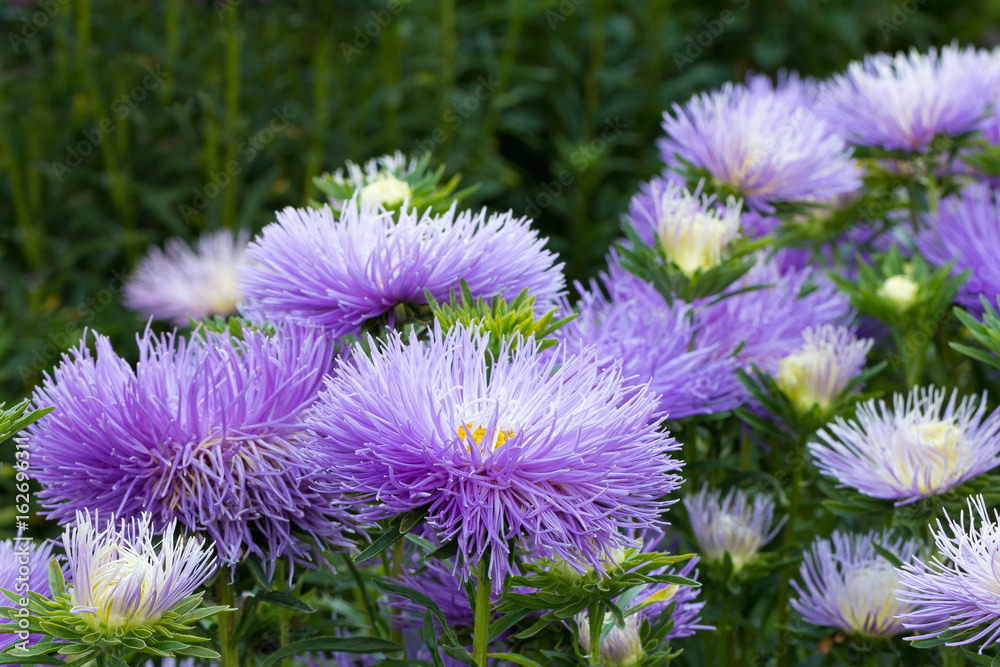 lush fresh purple flowers asters lush fresh purple flowers asters