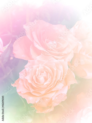 pink roses in soft color and blur style for background