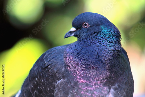 Close up image of a Pigeon