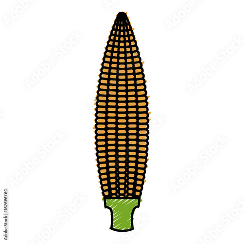 corn cob isolated icon vector illustration design