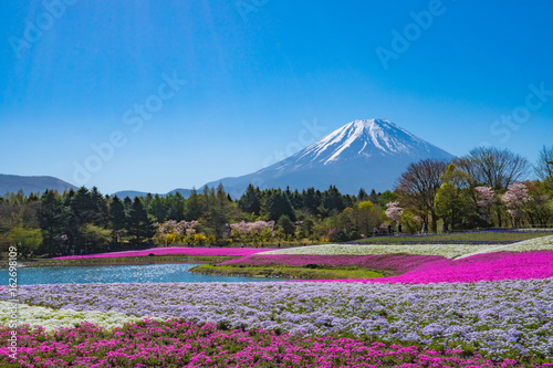 Mt. Fuji with Spring Shibazakura Flowers (2017)
