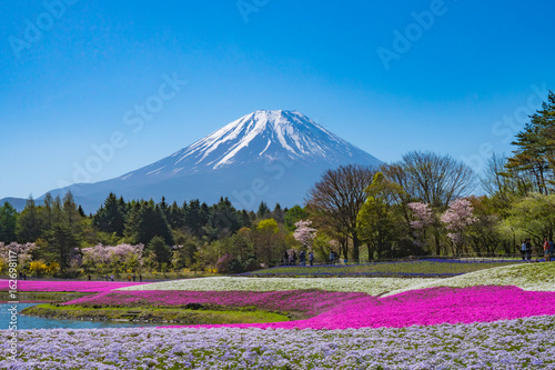 富士山と芝桜 © kt-wat
