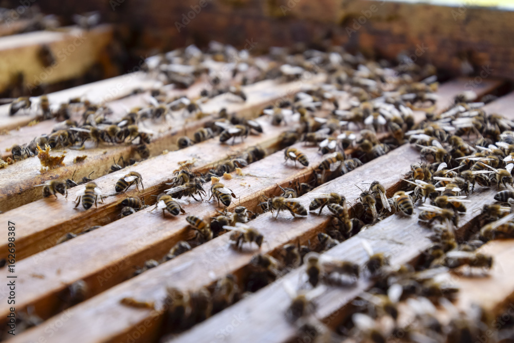 Open bee hive. Plank with honeycomb in the hive. The bees crawl along the hive. Honey bee.