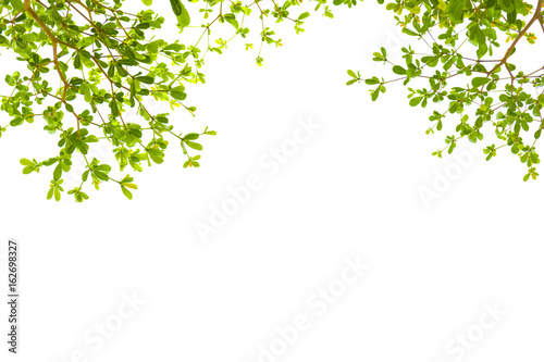 Green leaves isolated with copyspace. Terminalia Ivorensis Chev.