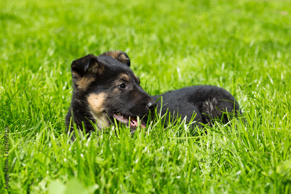 Purebred small black puppy with brown spots is happy in a green grass Purebred small black puppy with brown spots is happy in a green grass