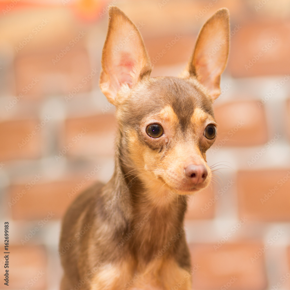 Portrait of a brown slender toy terrier on a brown background