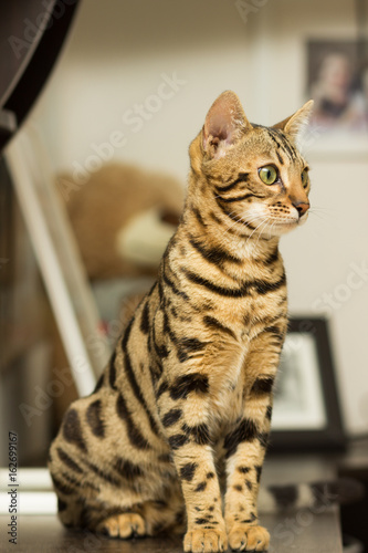 Bengal cat breed at the age of 5 months, sitting on the bedside table © fast_9