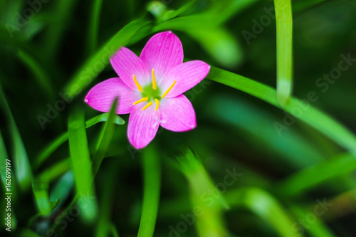 pink flower 