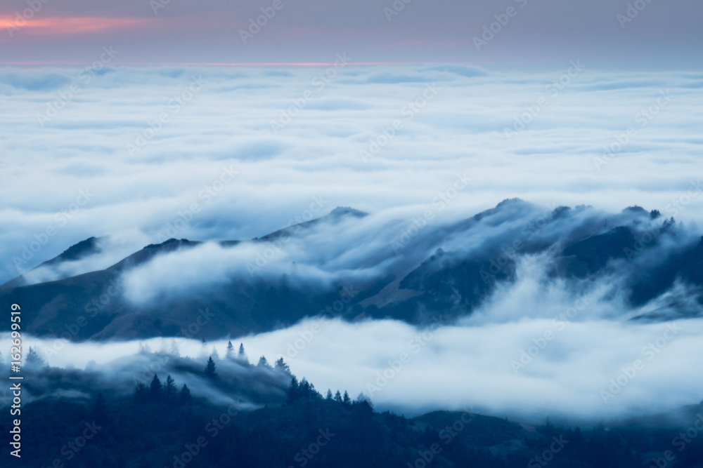 Foggy Trees