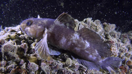 Rock goby (Gobius paganellus): clearly visible are the characteristic filamentary rays of the pectoral fins.
 photo