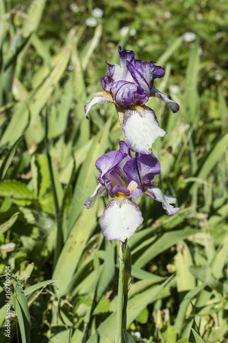 Fototapeta Naklejka Na Ścianę i Meble -  Flower of a white iris with purple lining.