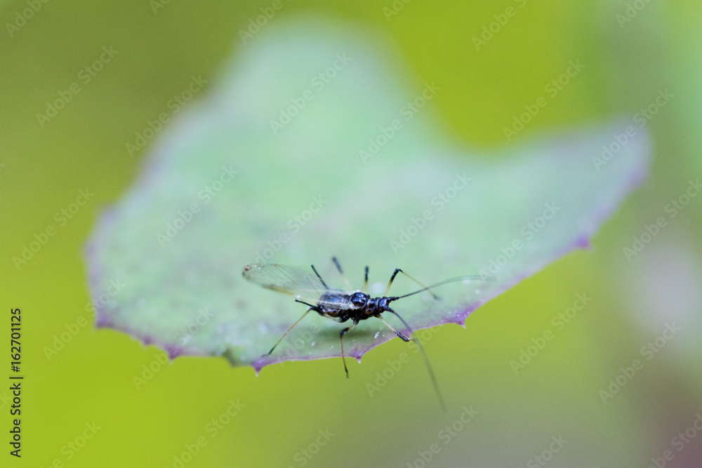 Naklejka premium Bug on a leaf