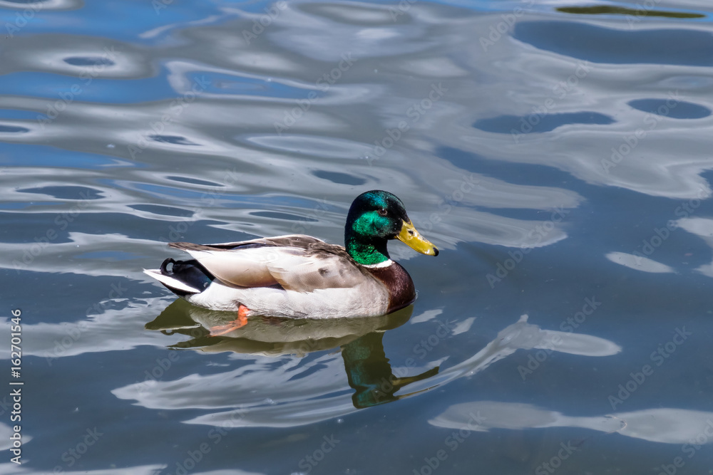 Duck eye Duck eye