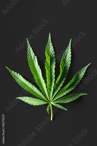Wild marijuana isolated on the black background.
