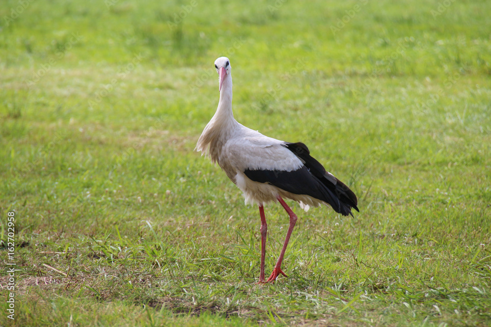 Fototapeta premium White Stork is Walking on the grass in rural area in germany