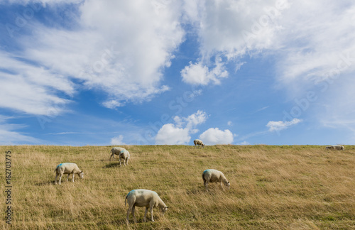 Several Sheep on Dike on Texel
