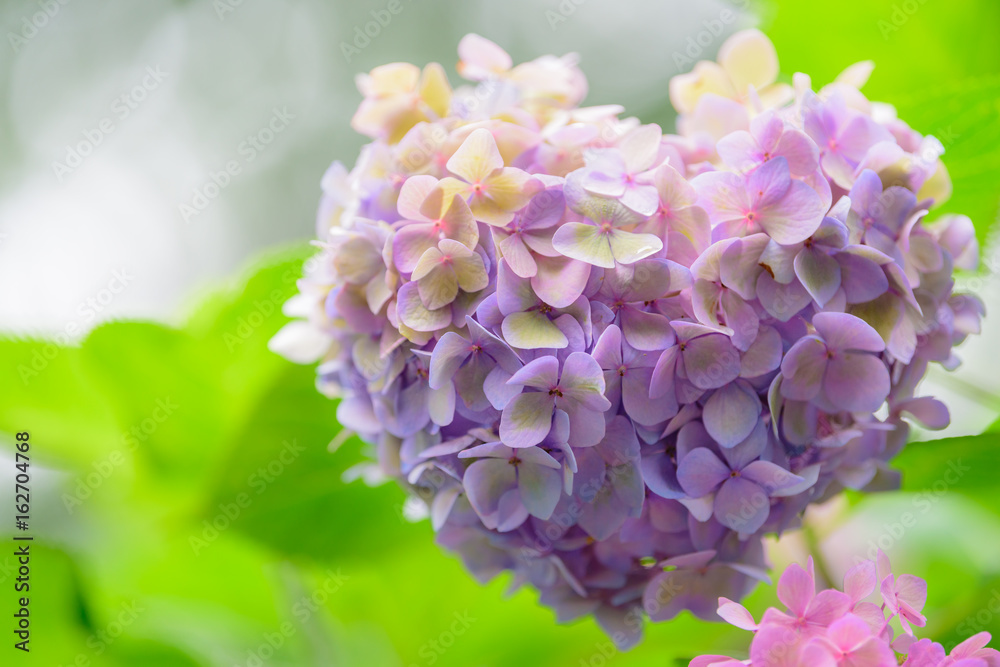 Obraz premium 紫陽花