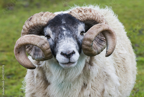 Sheep Ram Horn