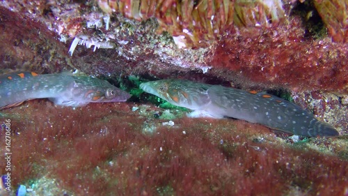 Two male sea fish Connemarra clingfish (Lepadogaster candolii) enter into a territorial skirmish.
 photo