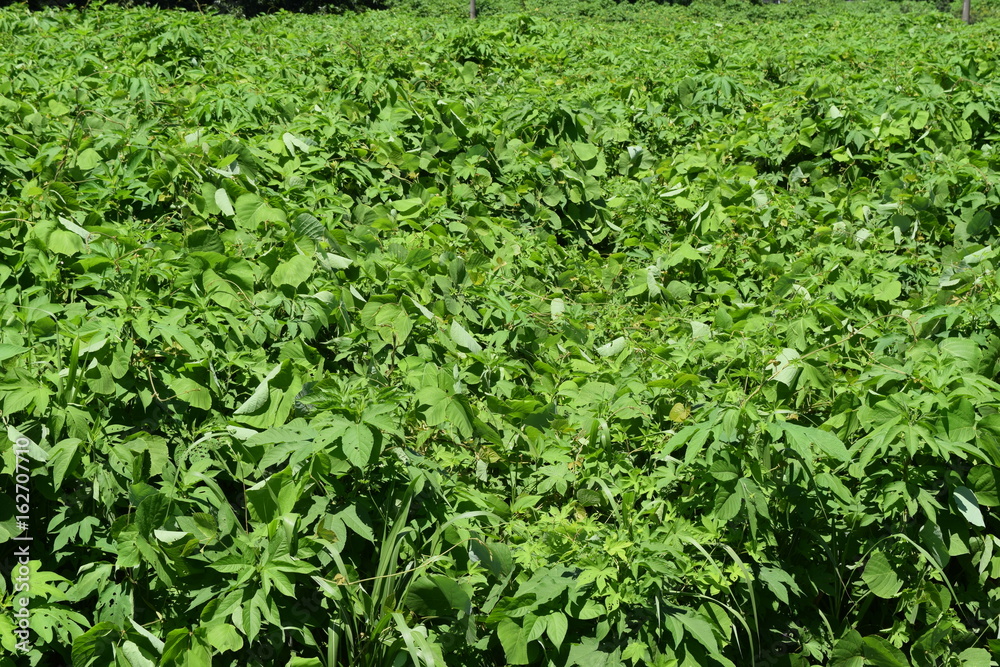 生い茂る雑草 生い茂る雑草