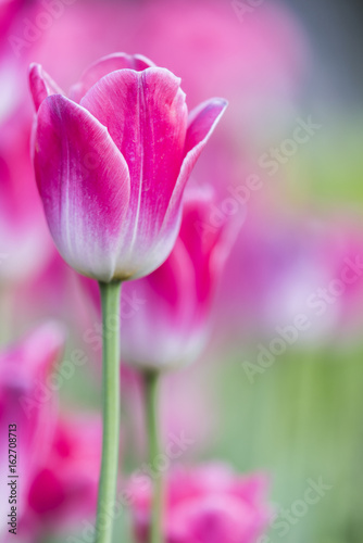 Tulip        