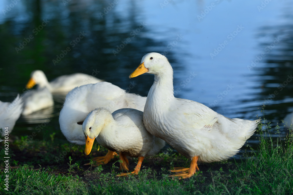 White ducks stand on the shore of the pond