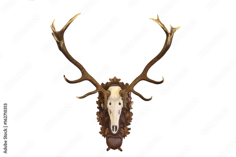 beautiful Cervus elaphus hunting trophy on white beautiful Cervus elaphus hunting trophy on white