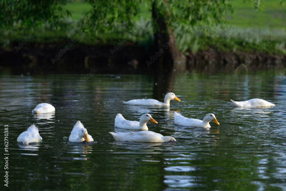 White ducks swimming in an artificial pond White ducks swimming in an artificial pond