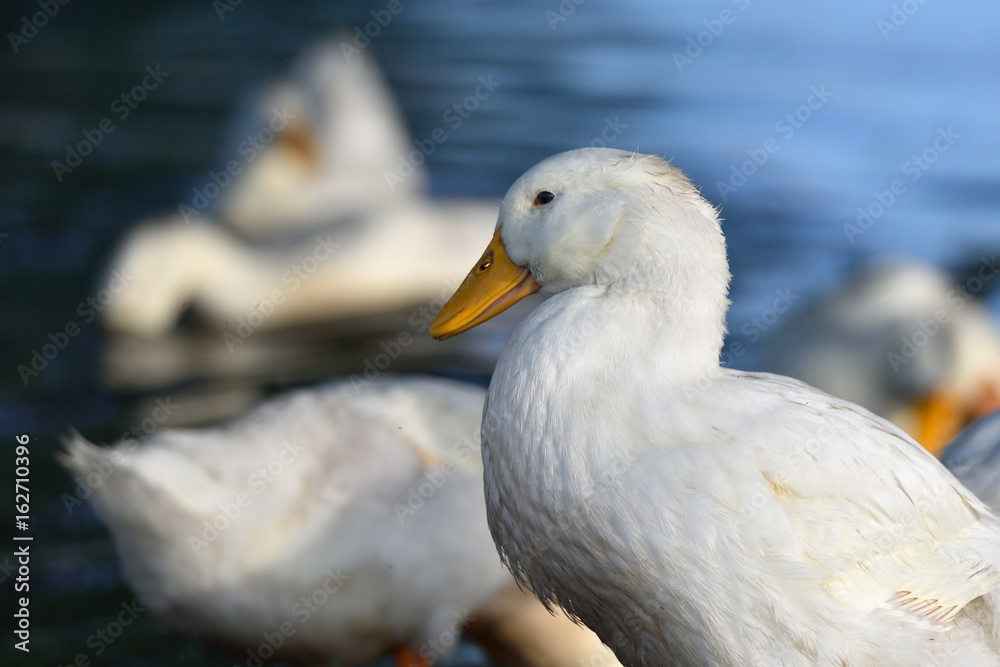 Obraz premium White ducks stand on the shore of the pond