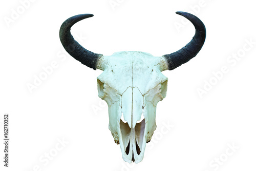 european bison isolated skull