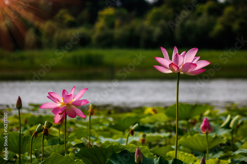 Lotus on lake