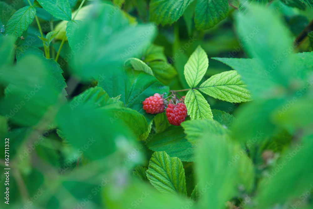 Fresh Red Raspberries In The Garden Fresh Red Raspberries In The Garden