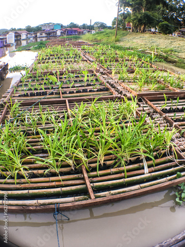 Raised floating vegetable in Sakae Krang River, Uthai Thani