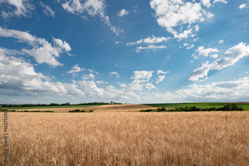 Wheat field, summer landscape. Wheat field, summer landscape.