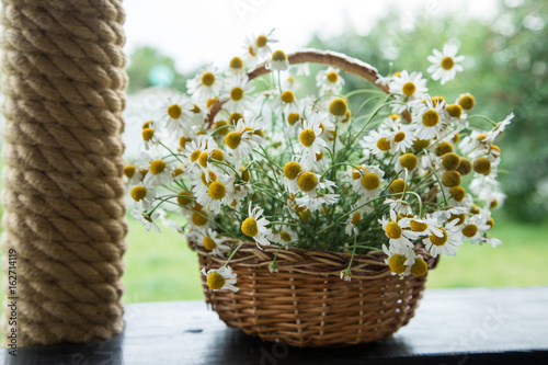 Fototapeta Naklejka Na Ścianę i Meble -  Daisy flowers in the basket. Basket with chamomile in the garden.