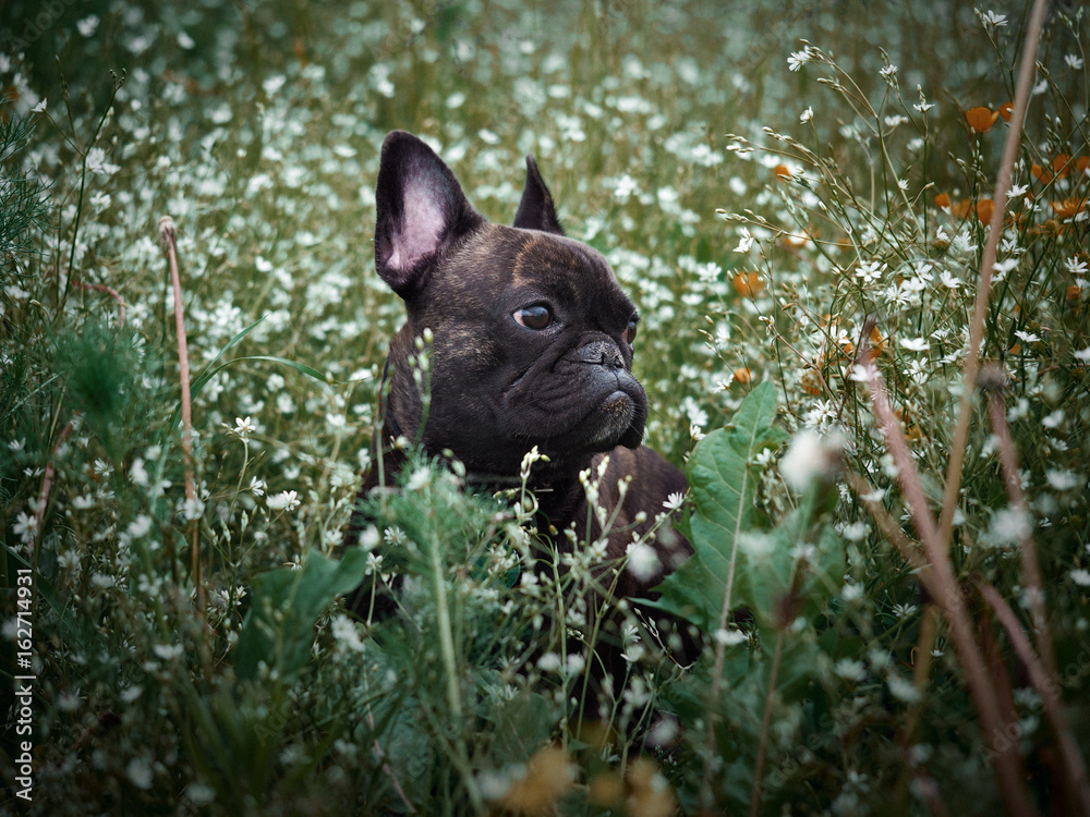The dog in the tall grass among the flowers.