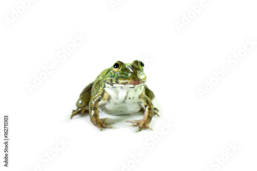 Frog on the white background,thailand,Can be eaten