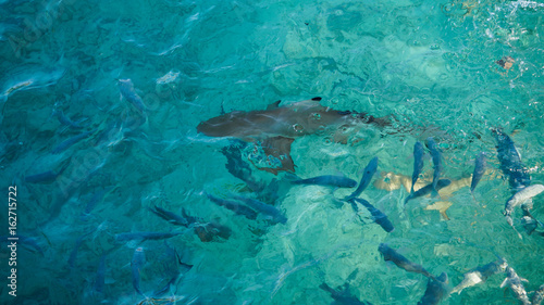 Shark among school of reef fish, turquoise clear ocean. BUsiness concept be unique and outstanding from other