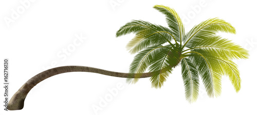 Beautiful tree on a white background