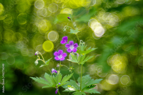 Fototapeta Naklejka Na Ścianę i Meble -  Geranium sylvaticum (wood cranesbill, woodland geranium)