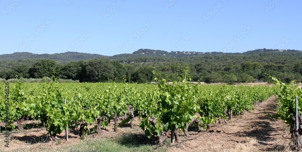 vignoble du Luberon en Provence