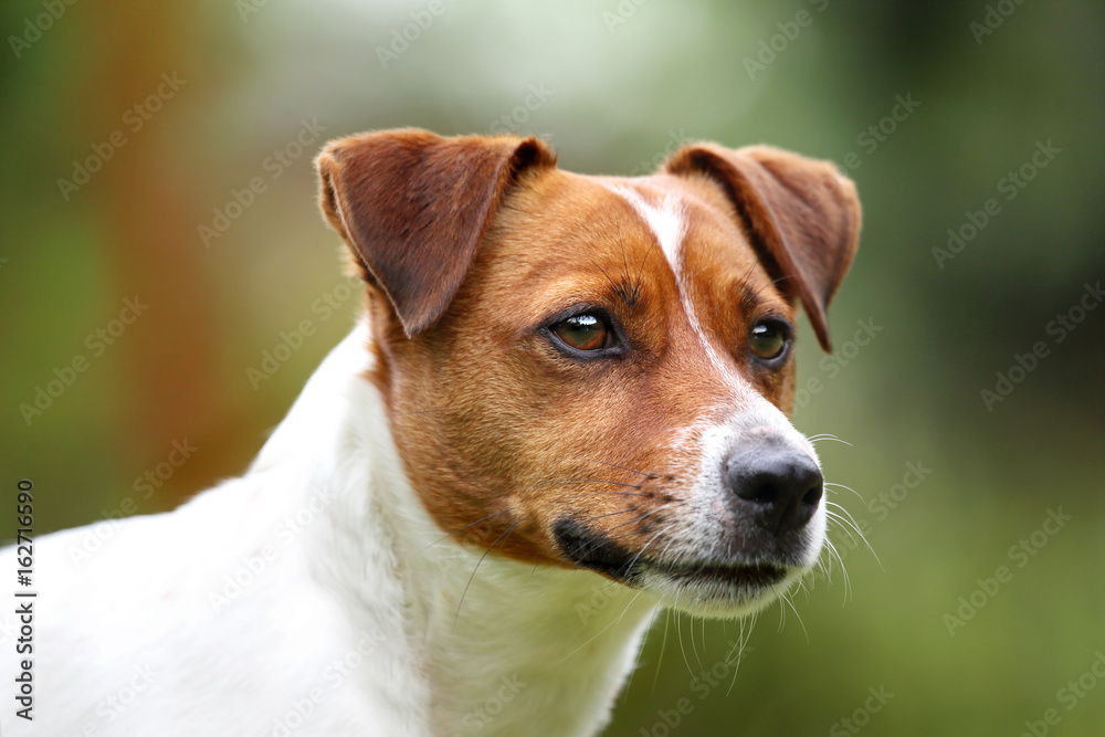 Jack russell terrier , portret psa